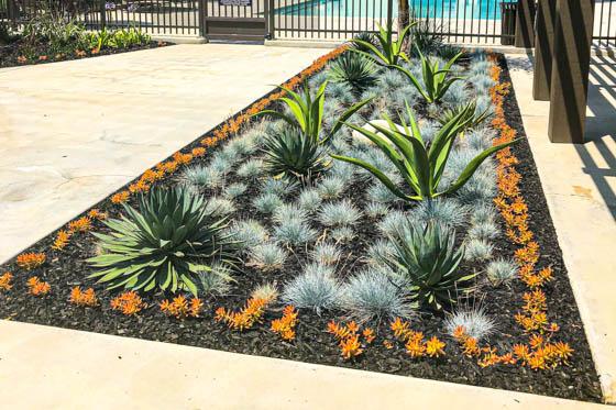 Outdoor area planted with desert agave, aloe, grasses and succulents in an artful pattern