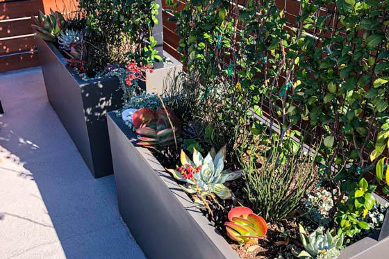 succulents and climbing vines in a medium sized planter box